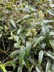 Rubus schmidelioides