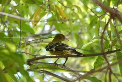 Oriolus flavocinctus