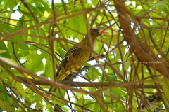 Oriolus flavocinctus