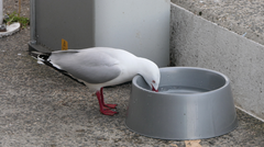 Chroicocephalus novaehollandiae