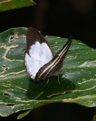 Pareuptychia hesionides