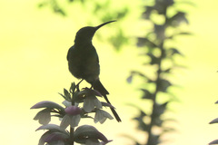 Nectarinia famosa famosa