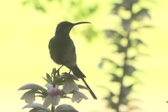 Nectarinia famosa famosa