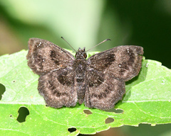 Staphylus ascalaphus