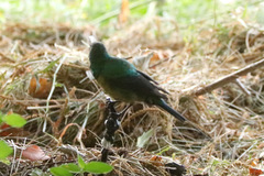 Nectarinia famosa famosa