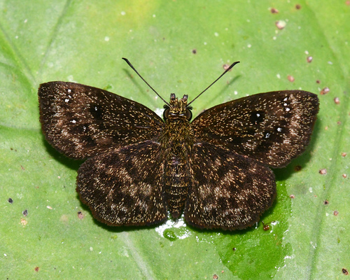 Staphylus astra