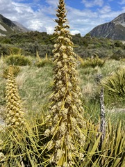Aciphylla aurea