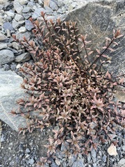 Epilobium melanocaulon