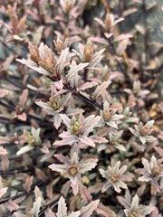 Epilobium melanocaulon