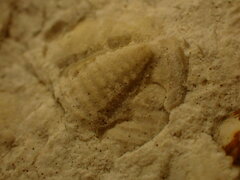 Trilobita