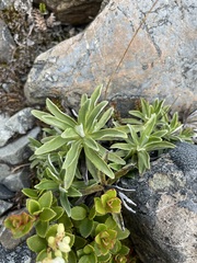 Celmisia angustifolia