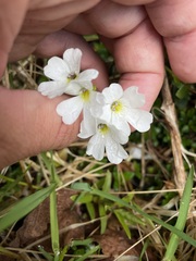 Ourisia caespitosa