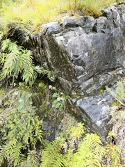 Gingidia montana