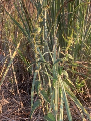 Tragia urticifolia