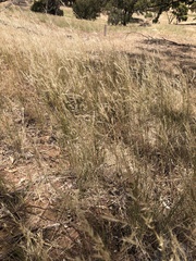 Austrostipa blackii