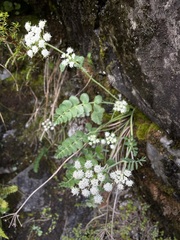 Gingidia montana