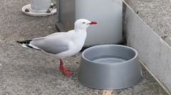 Chroicocephalus novaehollandiae