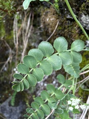 Gingidia montana