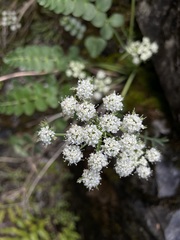 Gingidia montana