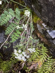 Gingidia montana