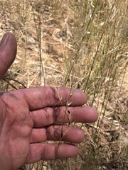 Austrostipa blackii