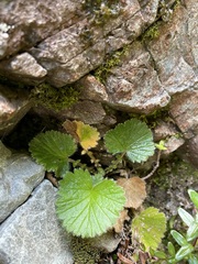 Geum cockaynei