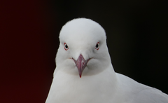 Chroicocephalus novaehollandiae