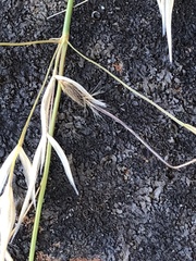 Austrostipa blackii