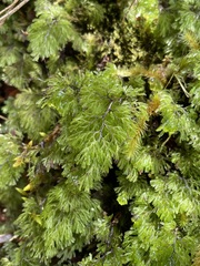 Hymenophyllum multifidum