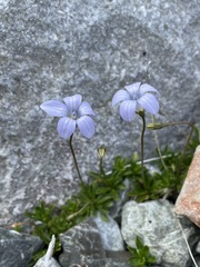 Wahlenbergia albomarginata