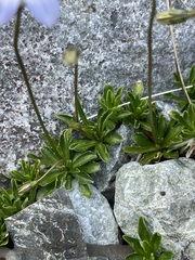Wahlenbergia albomarginata
