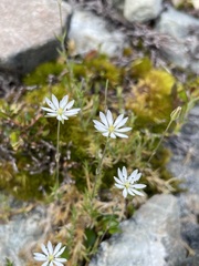 Stellaria gracilenta