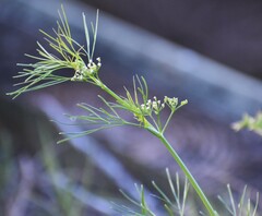 Ptilimnium capillaceum