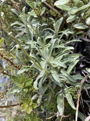 Celmisia angustifolia