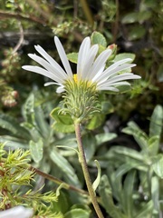 Celmisia angustifolia