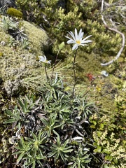 Celmisia angustifolia