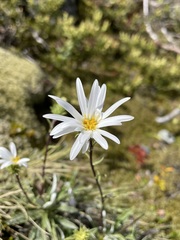 Celmisia angustifolia