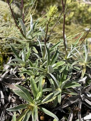 Celmisia angustifolia