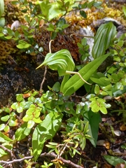 Pterostylis australis