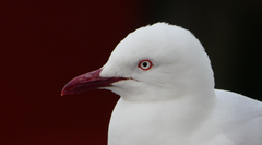 Chroicocephalus novaehollandiae