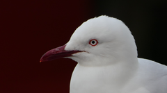 Chroicocephalus novaehollandiae