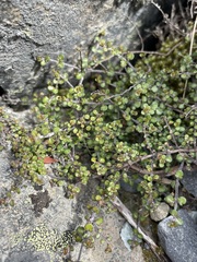 Veronica decora