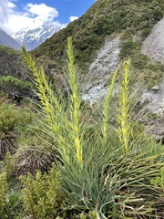 Aciphylla scott-thomsonii