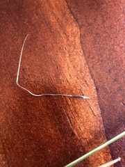 Austrostipa pubinodis