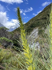 Aciphylla scott-thomsonii
