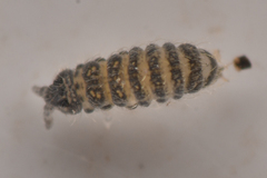 Ceratophysella
