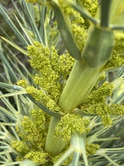 Aciphylla scott-thomsonii
