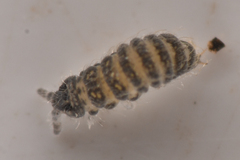 Ceratophysella