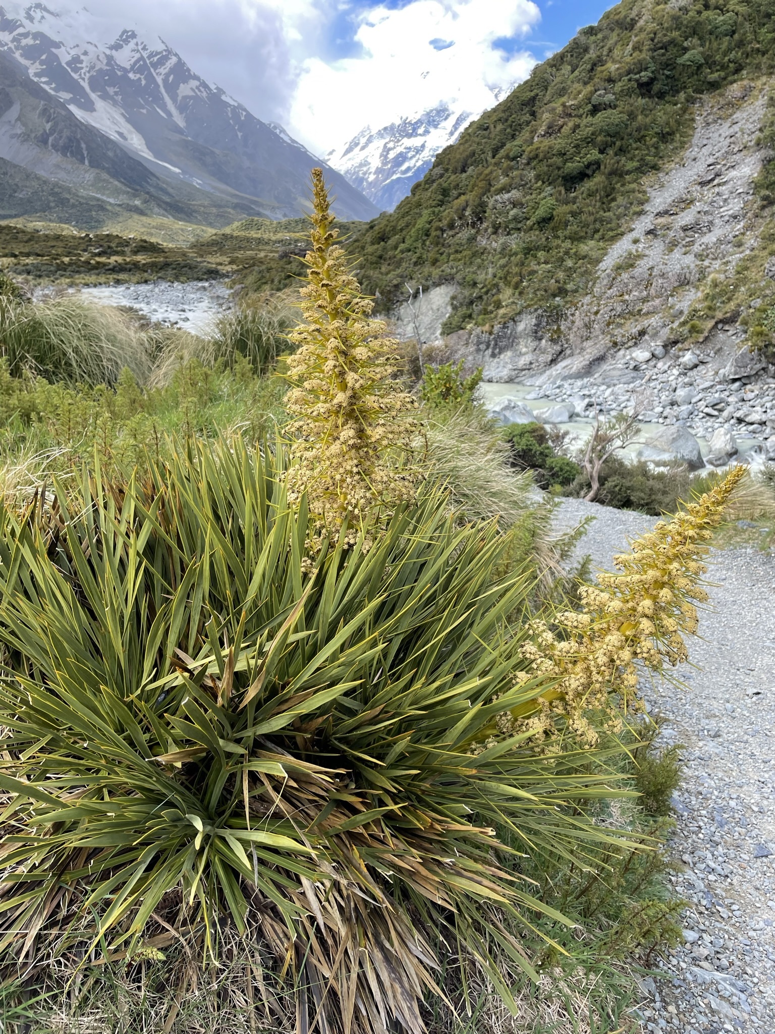 Aciphylla