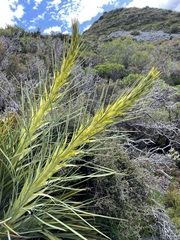 Aciphylla scott-thomsonii